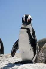 Brillenpinguin (48 von 148).jpg